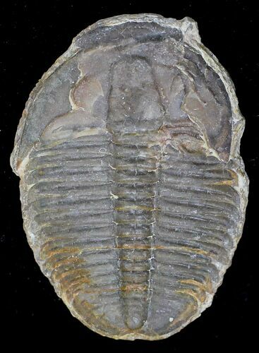 Elrathia Trilobite - Wheeler Shale, Utah #18769